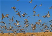 آغاز سرشماری پرندگان مهاجر در سواحل بوشهر + فیلم