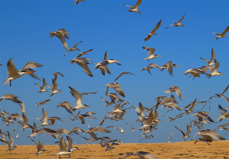 تصاویر زیبا از مهاجرت زمستانه پرندگان ‌به سواحل خلیج فارس
