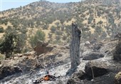 آتش‌سوزی طی 10 سال 16 هزار هکتار از جنگل‌های لرستان را خاکستر کرد