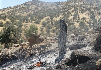  آتش‌سوزی طی ۱۰ سال ۱۶ هزار هکتار از جنگل‌های لرستان را خاکستر کرد 