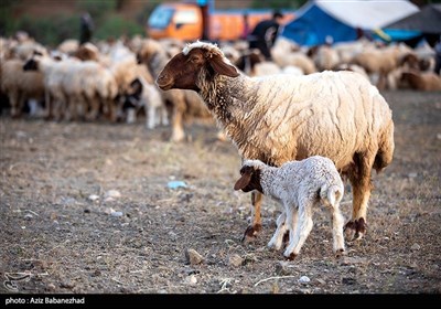 از قشلاق تا کوچ برای ییلاق عشایر لرستان