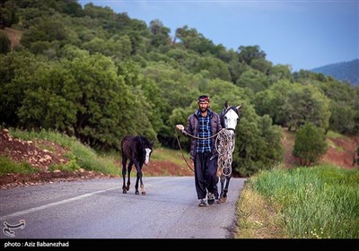 از قشلاق تا کوچ برای ییلاق عشایر لرستان