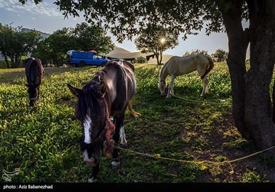 از قشلاق تا کوچ برای ییلاق عشایر لرستان