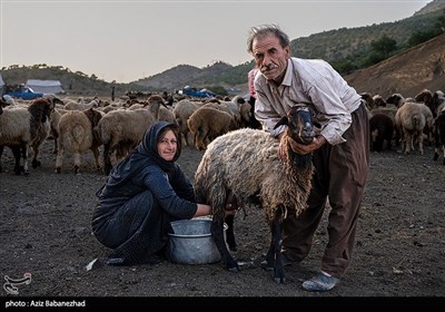 از قشلاق تا کوچ برای ییلاق عشایر لرستان