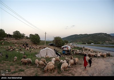 استان،عشاير،عشايري،رضوي،دام،خراسان،شهرستان