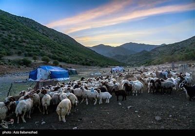 از قشلاق تا کوچ برای ییلاق عشایر لرستان