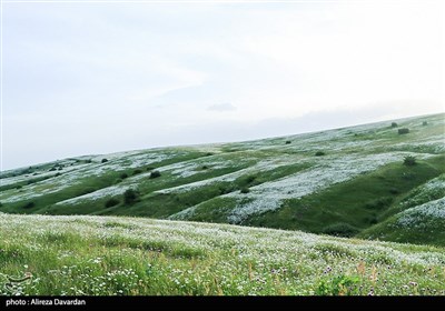 دشت گل های بابونه جنگل فندقلو - اردبیل