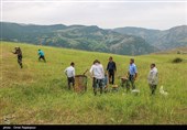 سم‌ پاشی مراتع اشکورات برای مقابله با ملخ‌ ها - گیلان