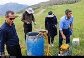 سم‌ پاشی مراتع اشکورات برای مقابله با ملخ‌ ها - گیلان