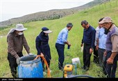 سم‌ پاشی مراتع اشکورات برای مقابله با ملخ‌ ها - گیلان