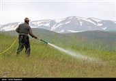 سم‌ پاشی مراتع اشکورات برای مقابله با ملخ‌ ها - گیلان
