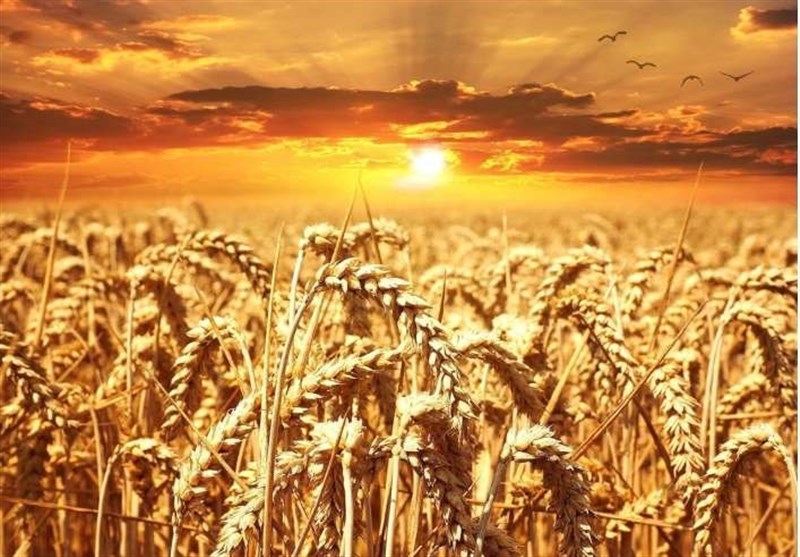 Extreme Heat Waves May Be Damaging Wheat Crops, Study Warns