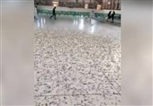 هجوم ملخ‌ها به صحن مسجد النبی+ فیلم