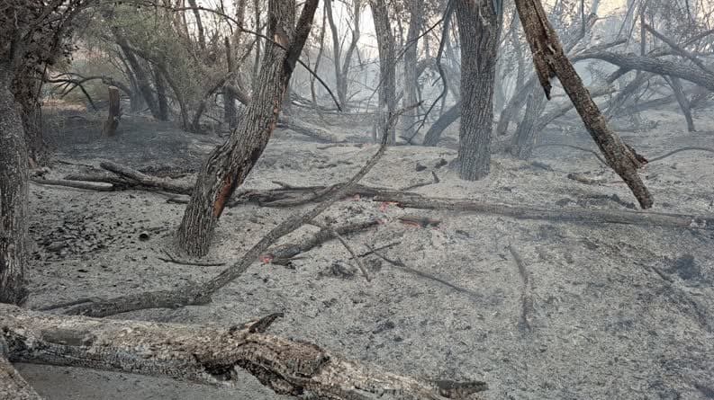 آتش سوزی جنگل ها و مراتع , سازمان منابع طبیعی , 