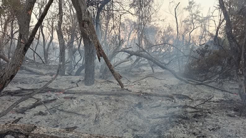 آتش سوزی جنگل ها و مراتع , سازمان منابع طبیعی , 