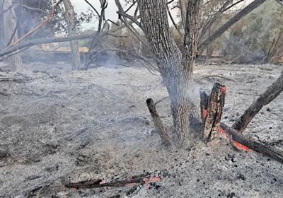  آتش‌سوزی عمدی در حاشیه رود بشار/ زمین‌خواران ‌درختان بلوط را خاکستر کردند + تصاویر 