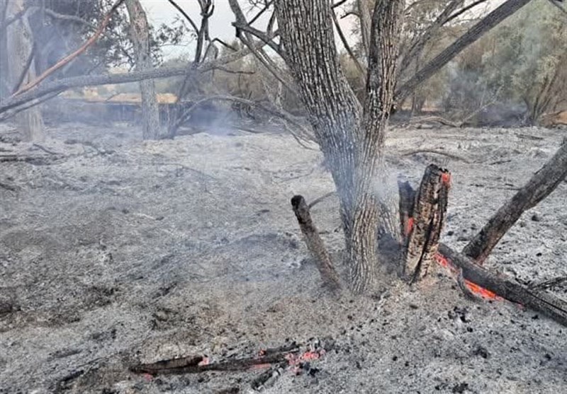آتش‌سوزی عمدی در حاشیه رود بشار/ زمین‌خواران ‌درختان بلوط را خاکستر کردند + تصاویر