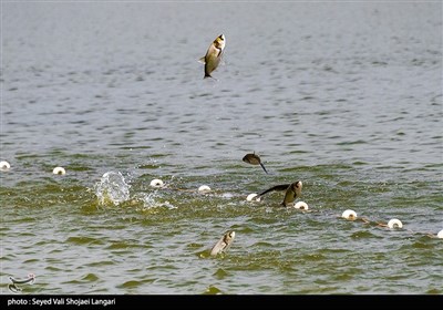 مرکز آبزی پروری با پرورش ماهیان گرمابی