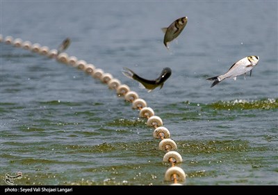 مرکز آبزی پروری با پرورش ماهیان گرمابی