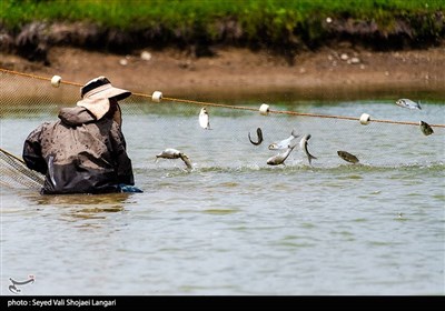 مرکز آبزی پروری با پرورش ماهیان گرمابی