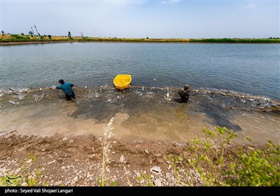 مرکز آبزی پروری با پرورش ماهیان گرمابی