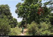 برداشت انبه - میناب