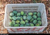 برداشت انبه - میناب