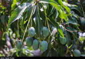 برداشت انبه - میناب