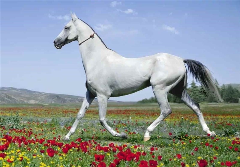 جایگاه خراسان شمالی در صنعت ‌اسب/ رونق اقتصادی از چرخه پرورش اسب ترکمن می‌گذرد + فیلم