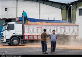 انتقال ذرت های آلوده بندر امیر آبّاد - مازندران