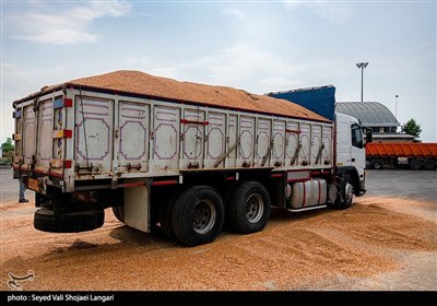 انتقال ذرت های آلوده بندر امیر آبّاد - مازندران