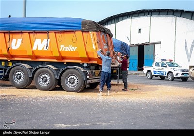 انتقال ذرت های آلوده بندر امیر آبّاد - مازندران