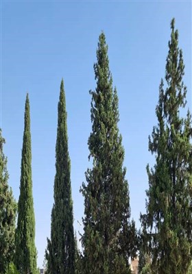 حذف ۸۰۰ درخت برای احداث یک تقاطع در شیراز/ شهرداری ۲ ماه درختان را آبیاری نکرد