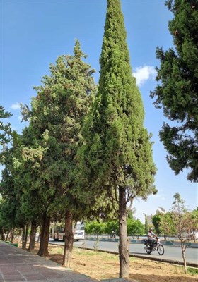 حذف ۸۰۰ درخت برای احداث یک تقاطع در شیراز/ شهرداری ۲ ماه درختان را آبیاری نکرد