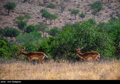 گوزن زرد ایرانی