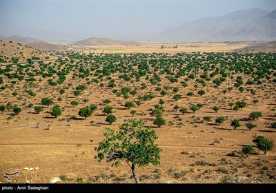 گوزن زرد ایرانی