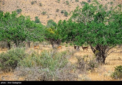 گوزن زرد ایرانی