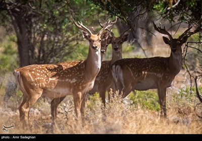 گوزن زرد ایرانی