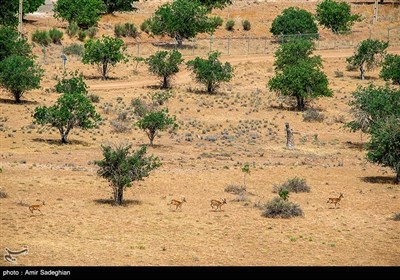 گوزن زرد ایرانی