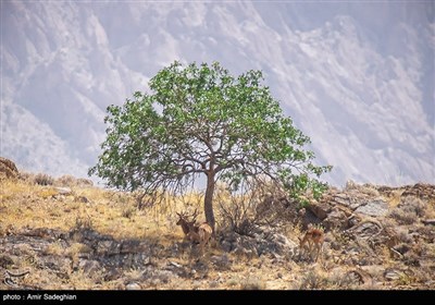 گوزن زرد ایرانی