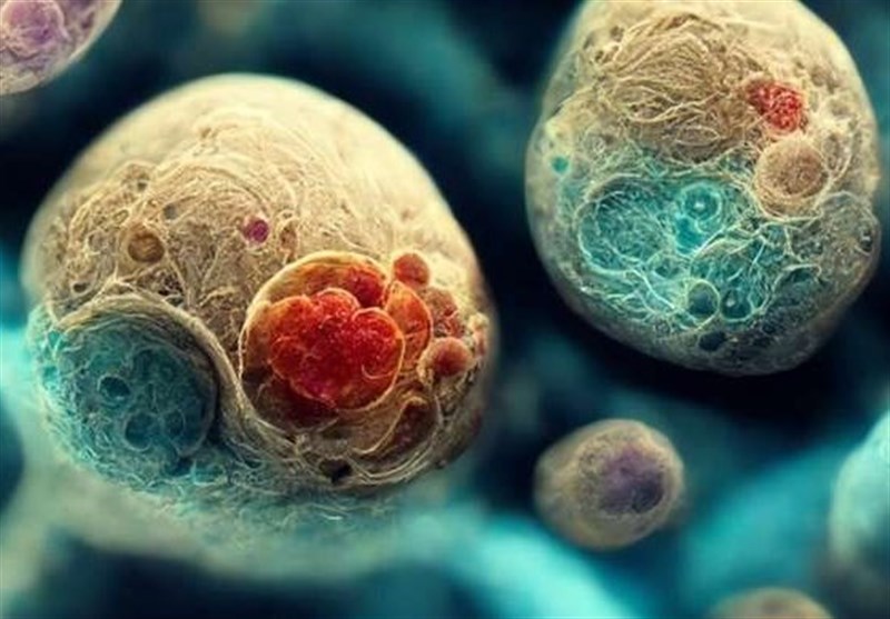 Scientists Create Synthetic Human Embryos from Stem Cells, Raising Ethical Questions