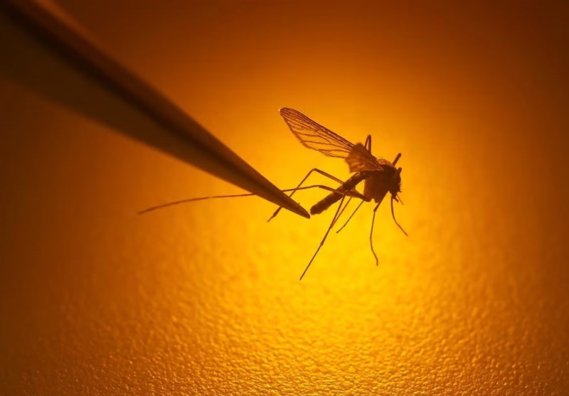 Climate Change Increases Risk of Mosquito-Borne Diseases in Europe, Warns EU