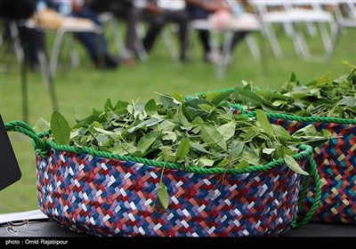 اولین جشنواره شکرانه برداشت چای در واجارگاه - گیلان