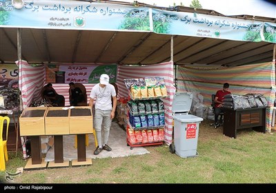 اولین جشنواره شکرانه برداشت چای در واجارگاه - گیلان