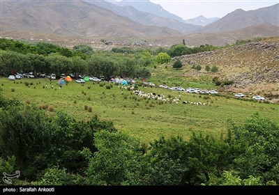 جشنواره برداشت گل محمدی - کرمان