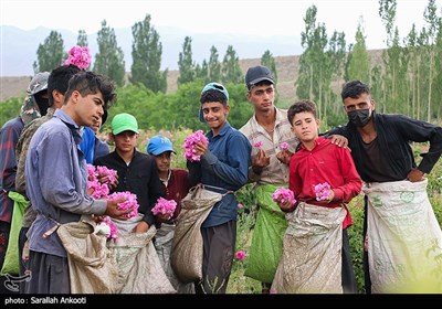 جشنواره برداشت گل محمدی - کرمان