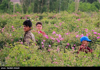 جشنواره برداشت گل محمدی - کرمان