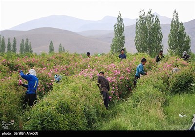 جشنواره برداشت گل محمدی - کرمان