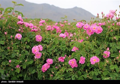 جشنواره برداشت گل محمدی - کرمان