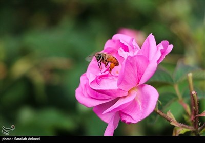 جشنواره برداشت گل محمدی - کرمان